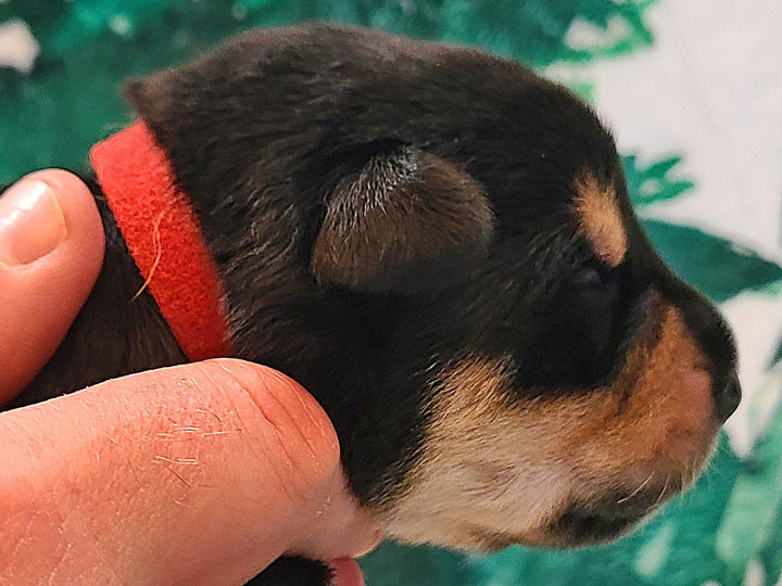chinook puppy